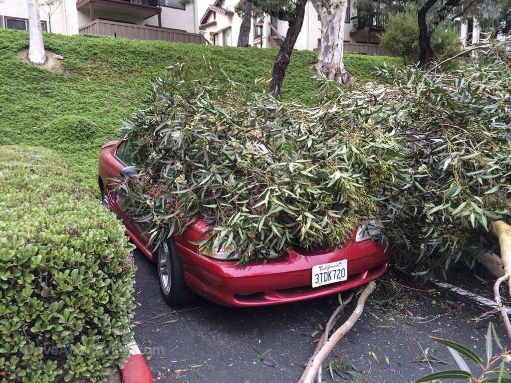 Fallen tree on my 1996 Ford mustang GT