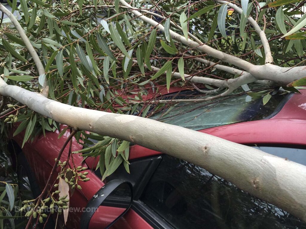 Damage from the tree that fell on my 1996 Ford mustang GT