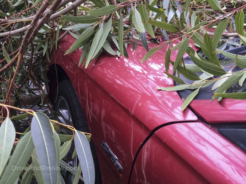 Close-up of the damage from the tree that fell on my 1996 Ford mustang GT